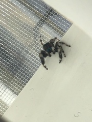Phidippus audax