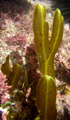 Dictyopteris