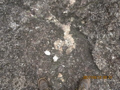 Caprimulgus tristigma