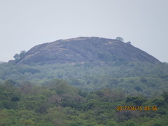 Caprimulgus tristigma