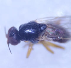 Elachiptera cornuta