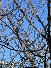 Cardinalis cardinalis