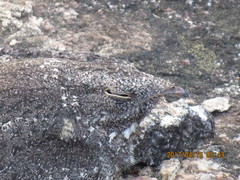 Caprimulgus tristigma