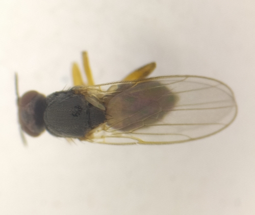 Elachiptera cornuta
