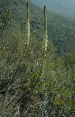 Drimia capensis - Photo (c) Tom Lloyd Evans, algunos derechos reservados (CC BY-SA), subido por Tom Lloyd Evans