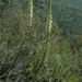 Drimia capensis - Photo (c) Tom Lloyd Evans, μερικά δικαιώματα διατηρούνται (CC BY-SA), uploaded by Tom Lloyd Evans