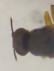 Elachiptera cornuta