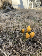 Crocus