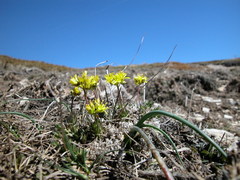 Draba aizoides