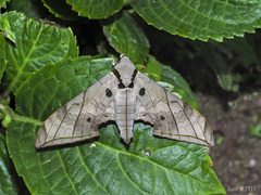 Ambulyx substrigilis