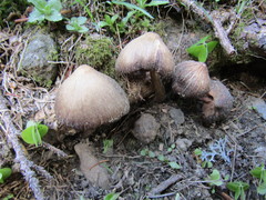 Entoloma hirtipes