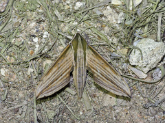 Cechetra lineosa