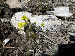 Draba aizoides