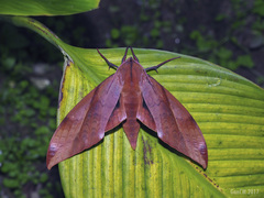 Clanis undulosa