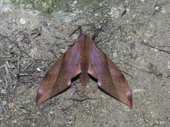 Clanis undulosa