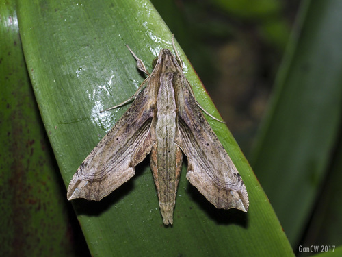 Eupanacra regularis Butler, 1875
