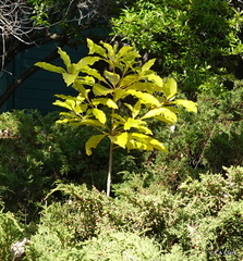 Pittosporum eugenioides