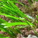 Caulerpa filiformis - Photo (c) Ricky Taylor,  זכויות יוצרים חלקיות (CC BY-NC), הועלה על ידי Ricky Taylor