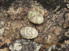 Caprimulgus tristigma