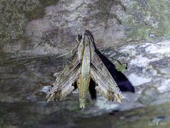 Eupanacra regularis