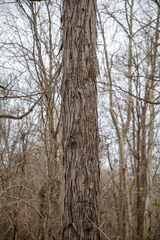 Carya carolinae-septentrionalis