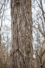 Carya carolinae-septentrionalis