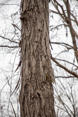 Carya carolinae-septentrionalis