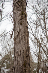 Carya carolinae-septentrionalis