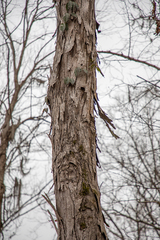 Carya carolinae-septentrionalis