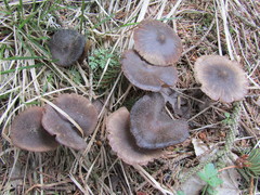 Entoloma hirtipes