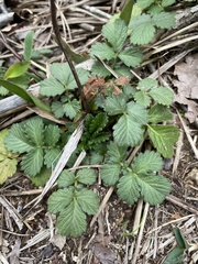 Agrimonia microcarpa