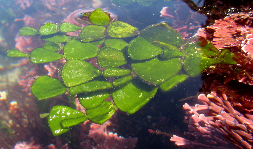 Halimeda cuneata (Halimeda cuneata)