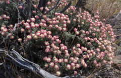 Eriogonum thymoides