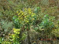 Euphorbia stepposa