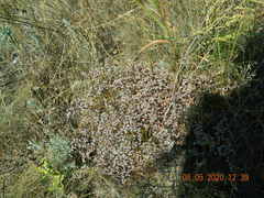 Goniolimon tataricum