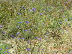 Delphinium consolida paniculatum
