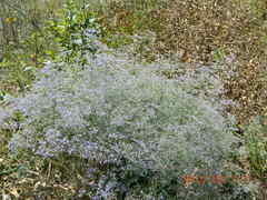 Limonium platyphyllum