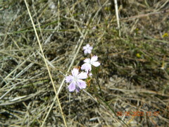Dianthus pallens