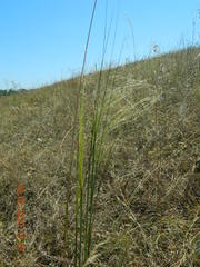 Stipa capillata