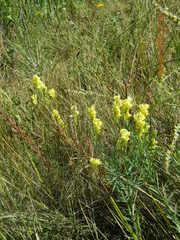 Linaria angustissima