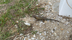 Sceloporus occidentalis