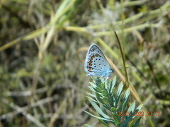 Plebejus
