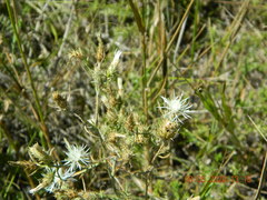 Centaurea diffusa