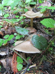 Entoloma aprile
