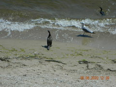 Phalacrocorax carbo