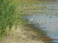 Ardea cinerea