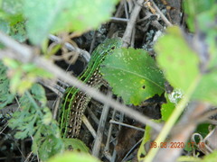 Lacerta agilis exigua