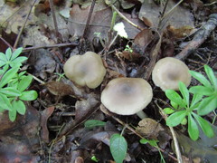 Entoloma subradiatum
