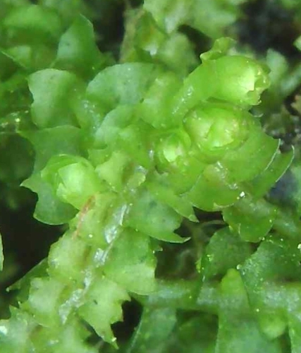Image of Orthocaulis atlanticus by (c) Helen Waterman, some rights reserved (CC BY)