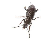 Pterostichus mutus